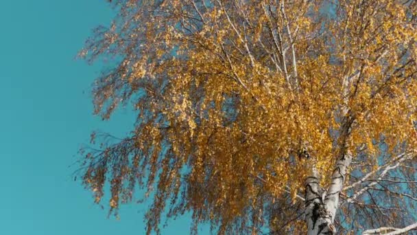 Όμορφη σημύδα με κίτρινα φύλλα — Αρχείο Βίντεο