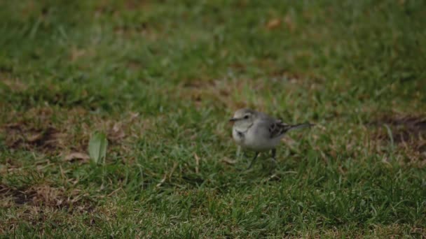 Uccello selvatico bianco wagtail su erba — Video Stock