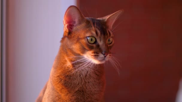 Portrait de chat abyssinien — Video