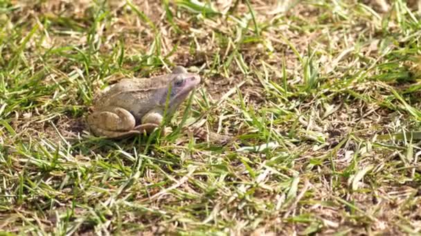 Ένας βάτραχος στο γρασίδι. — Αρχείο Βίντεο