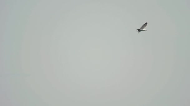 흰 배 슴새입니다. Haliaeetus leucogaster — 비디오