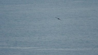 Büyük Benekli Kartal Koh Miang adasında süzülüyor.