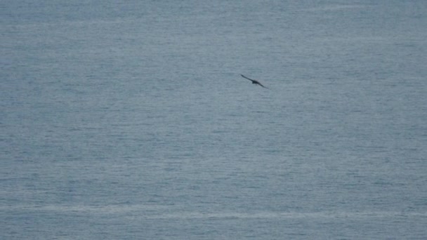大斑鹰在高雄岛上空滑行 — 图库视频影像