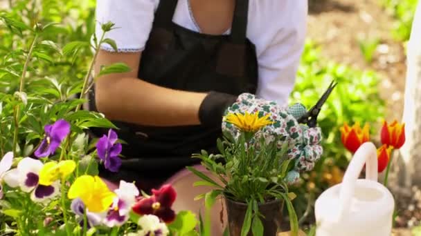 Садовник обрезает цветы — стоковое видео