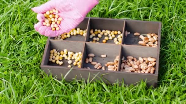 Semena fazolí k výsadbě — Stock video