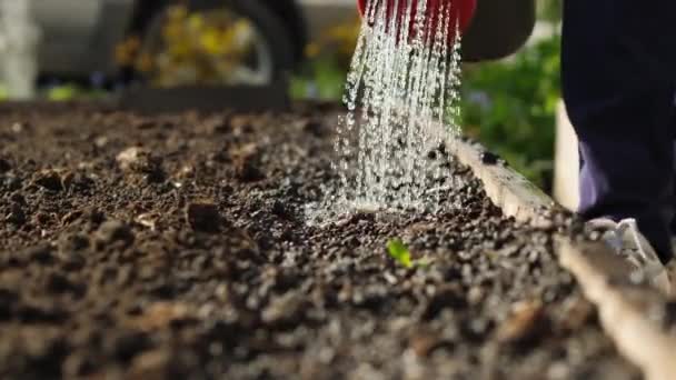 夕方の植栽の散水 — ストック動画