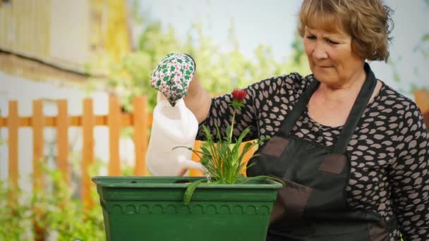 Mulher molhando flores — Vídeo de Stock