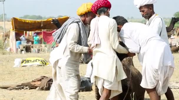 Feira de camelos na Índia, Pushkar — Vídeo de Stock