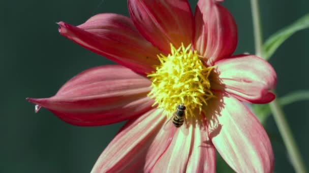 Έντομα σε ένα λουλούδι, καλοκαίρι — Αρχείο Βίντεο