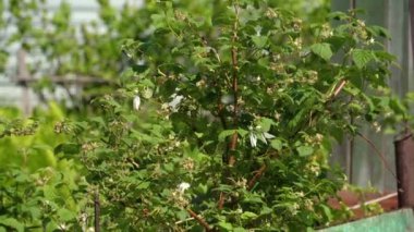 Siyah Veined Beyaz Kelebekler