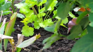 Bahçede çiçek sulamak.