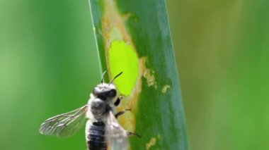 Arı, bitki sapında bir ev inşa eder.