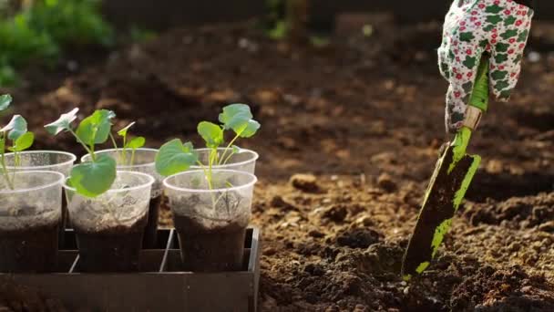 식물 브로콜리 묘목 — 비디오