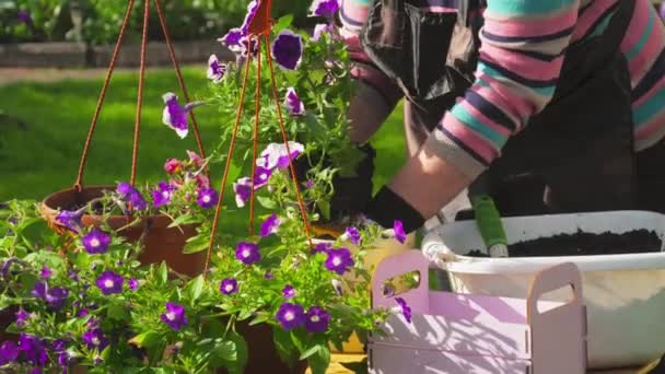 Plant petunia in the garden — Stock Video