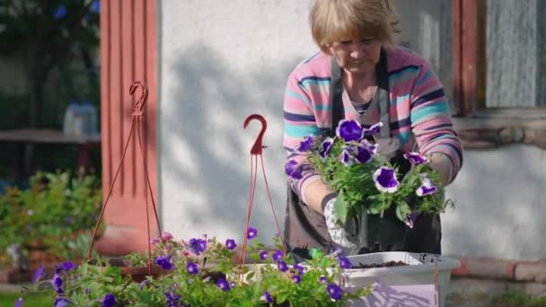 Planta petunia en el jardín — Vídeos de Stock