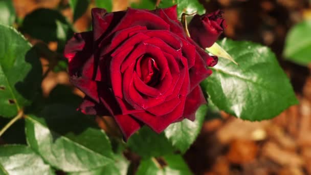 Röd ros i sommarträdgården — Stockvideo