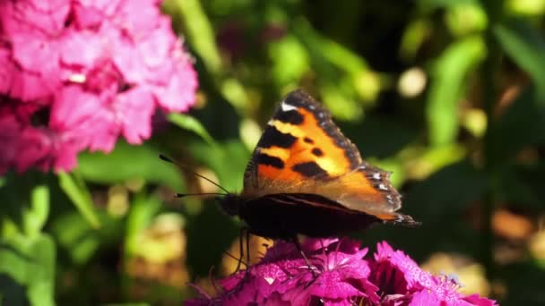 Όμορφη πεταλούδα σε ένα λουλούδι — Αρχείο Βίντεο