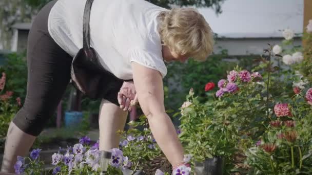 Donna cresce rose nel giardino — Video Stock