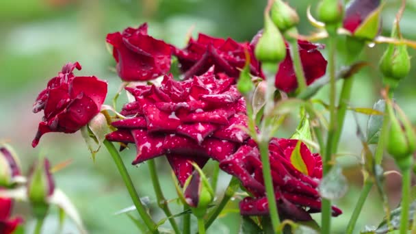 Rote Rosen nach Regen. — Stockvideo