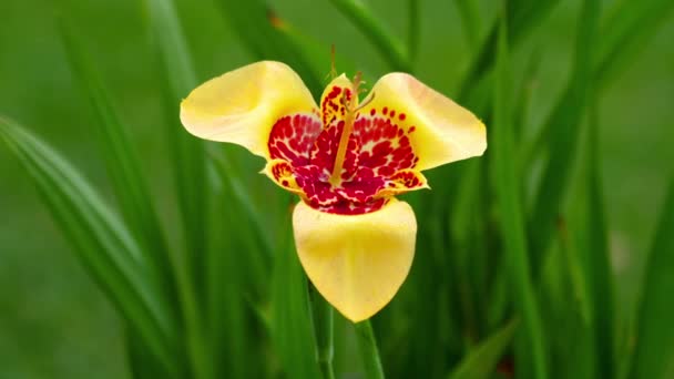 Laranja Tigridia pavonia flor com gotas de orvalho — Vídeo de Stock