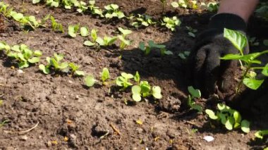 Tohumları açık araziye naklediyoruz.