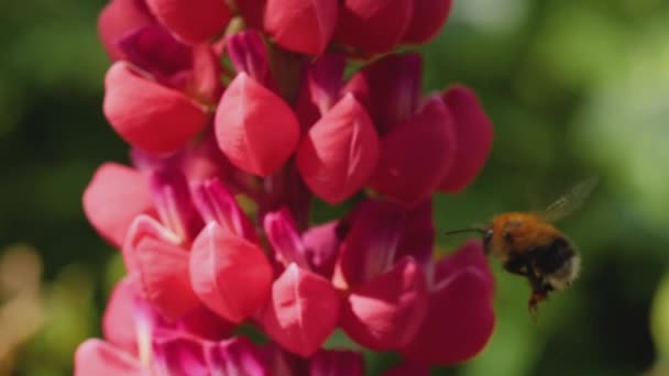Bumblebee på röd Lupine blomma — Stockvideo