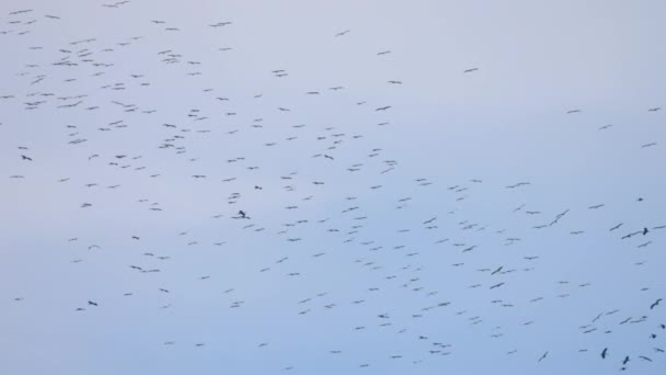 青い空にアジアのオープンビルの鳥の大きな群れ — ストック動画