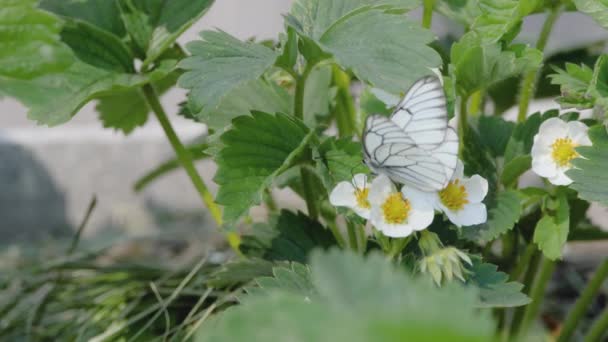 Borboleta branca de veios pretos — Vídeo de Stock