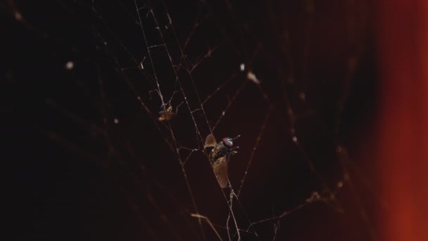 蜘蛛网上的苍蝇 — 图库视频影像
