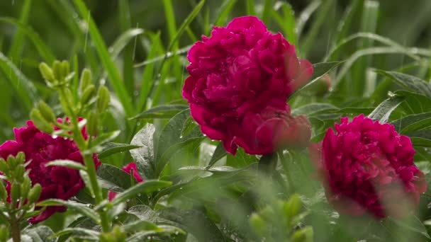 Летний цветочный сад — стоковое видео