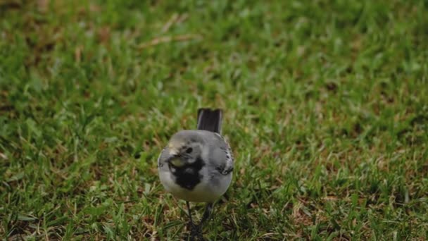 Pássaro selvagem wagtail branco na grama — Vídeo de Stock