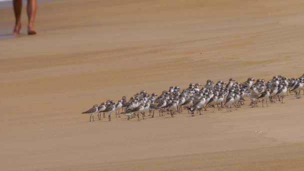 Grotere zandplevier vogels op het strand — Stockvideo