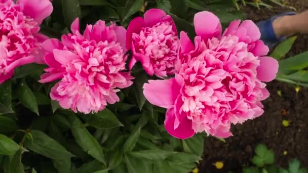 Różowe piwonie w ogrodzie letnim — Wideo stockowe