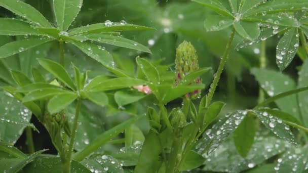 Lupine onder zomerse regen — Stockvideo