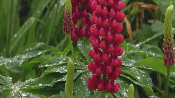 Lupine som blommar under sommaren regnar — Stockvideo