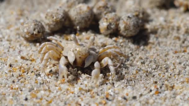 Zandbubbel krab en zandballen — Stockvideo