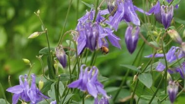 Bumblebee aquilegia çiçek