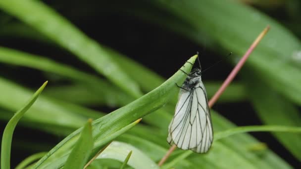 Siyah Damarlı Beyaz Kelebek yağmur altında — Stok video