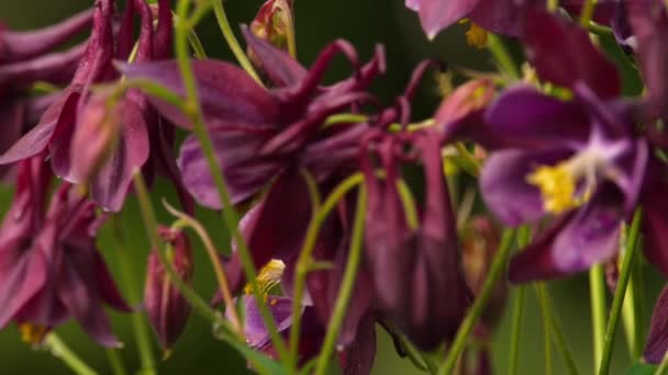 Nahaufnahme, Aquilegia blüht im Garten — Stockvideo