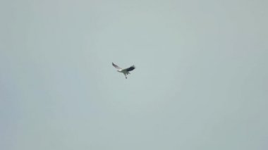 Beyaz karınlı deniz kartalı. Haliaeetus leucogaster