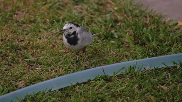 Uccello selvatico bianco wagtail su erba — Video Stock