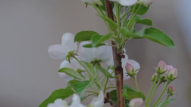 Hommel op appelbloesem in de voorjaarstuin — Stockvideo