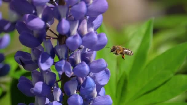 Bee on blue lupine flower — Stock Video