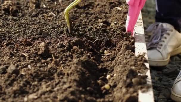 Plantando ervilhas no chão — Vídeo de Stock