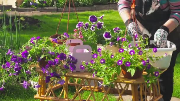 Planta petunia en el jardín — Vídeos de Stock