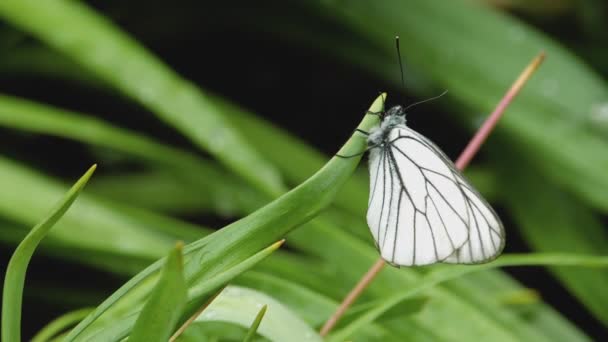 Mariposa blanca veteada negra — Vídeos de Stock