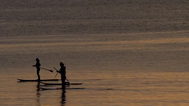 Surfistas de grupo en Stand Up Paddle Boards — Vídeo de stock