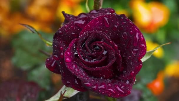 Rosa vermelha escura com gotas de chuva — Vídeo de Stock