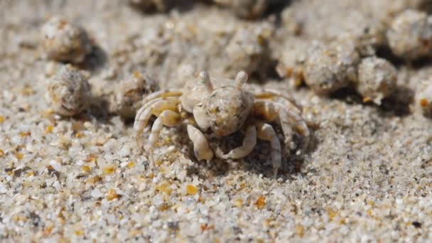 Песчаный краб и шары песка — стоковое видео