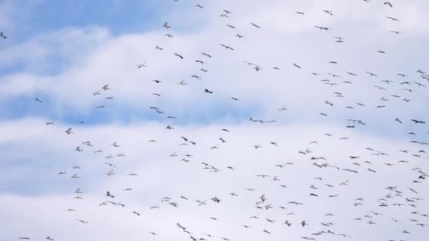 Велика зграя азіатських відкритих птахів у синьому небі. — стокове відео